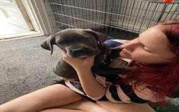 Cane Corso dogs for sale: 1 boy 2 girls remaining  - Image 5