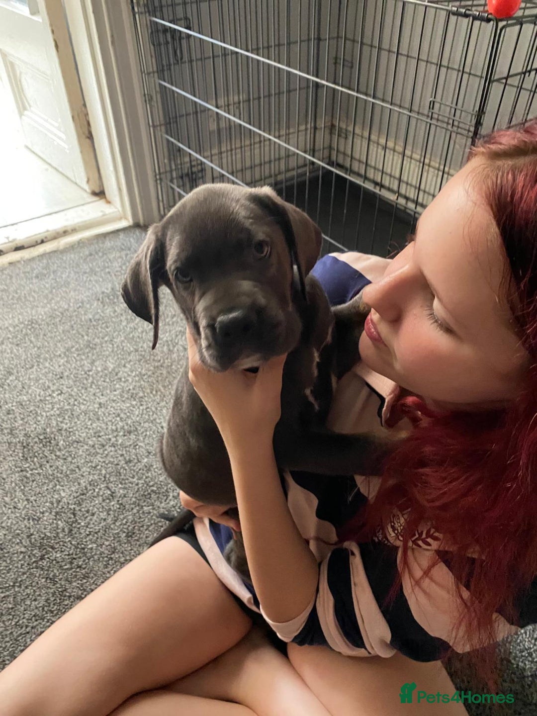 Cane Corso dogs for sale: 1 boy 2 girls remaining  - Image 5