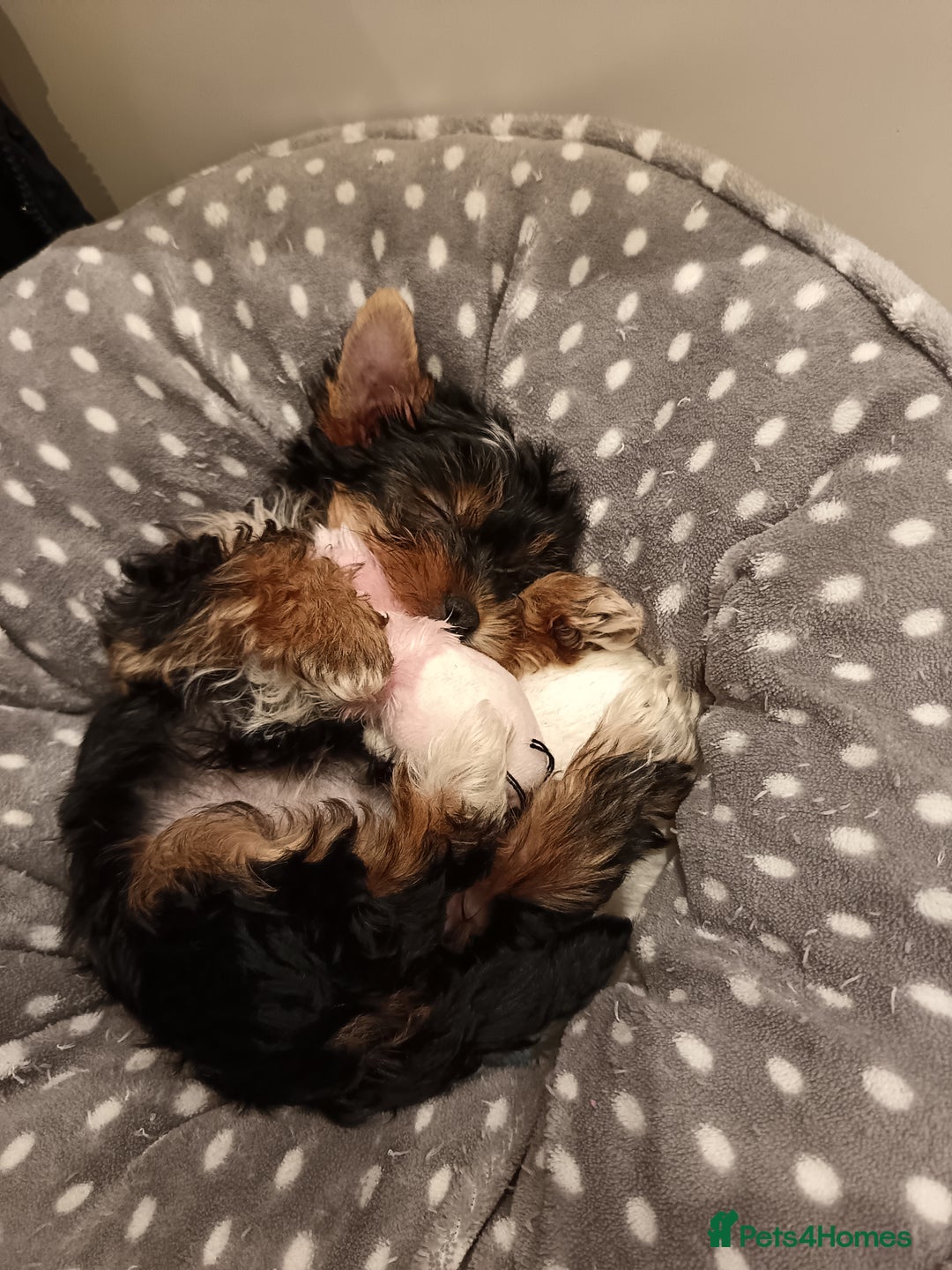 Yorkshire Terrier dogs for sale: Sweet Yorkshire Terrier  - Advert 5