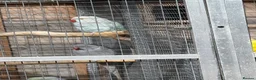 Ringnecks birds for sale: breeding pair of ringnecks - Advert 5