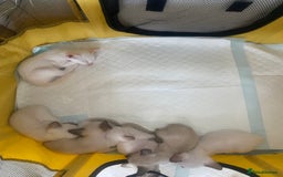 Siamese cats for sale: 🤩🐱Beautiful Siamese kittens for sale🐱⚡️ - Image 15