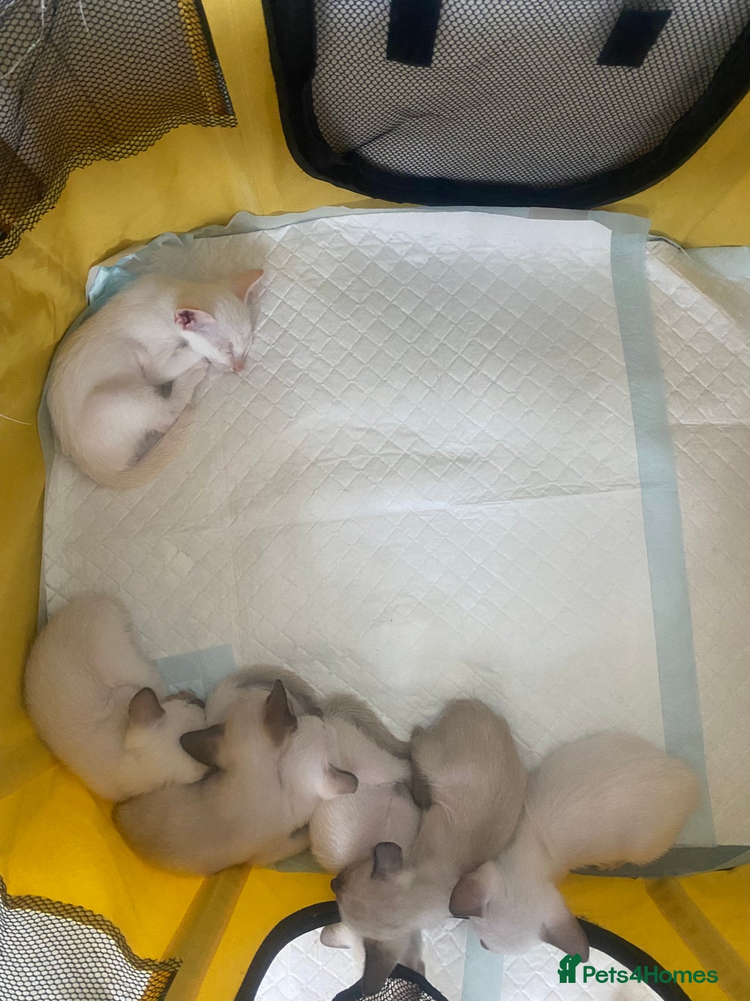 Siamese cats for sale: 🤩🐱Beautiful Siamese kittens for sale🐱⚡️ - Image 15