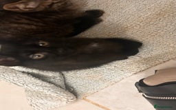 Mixed Breed cats for sale: 2 female black kittens and a tabby male  - Image 6