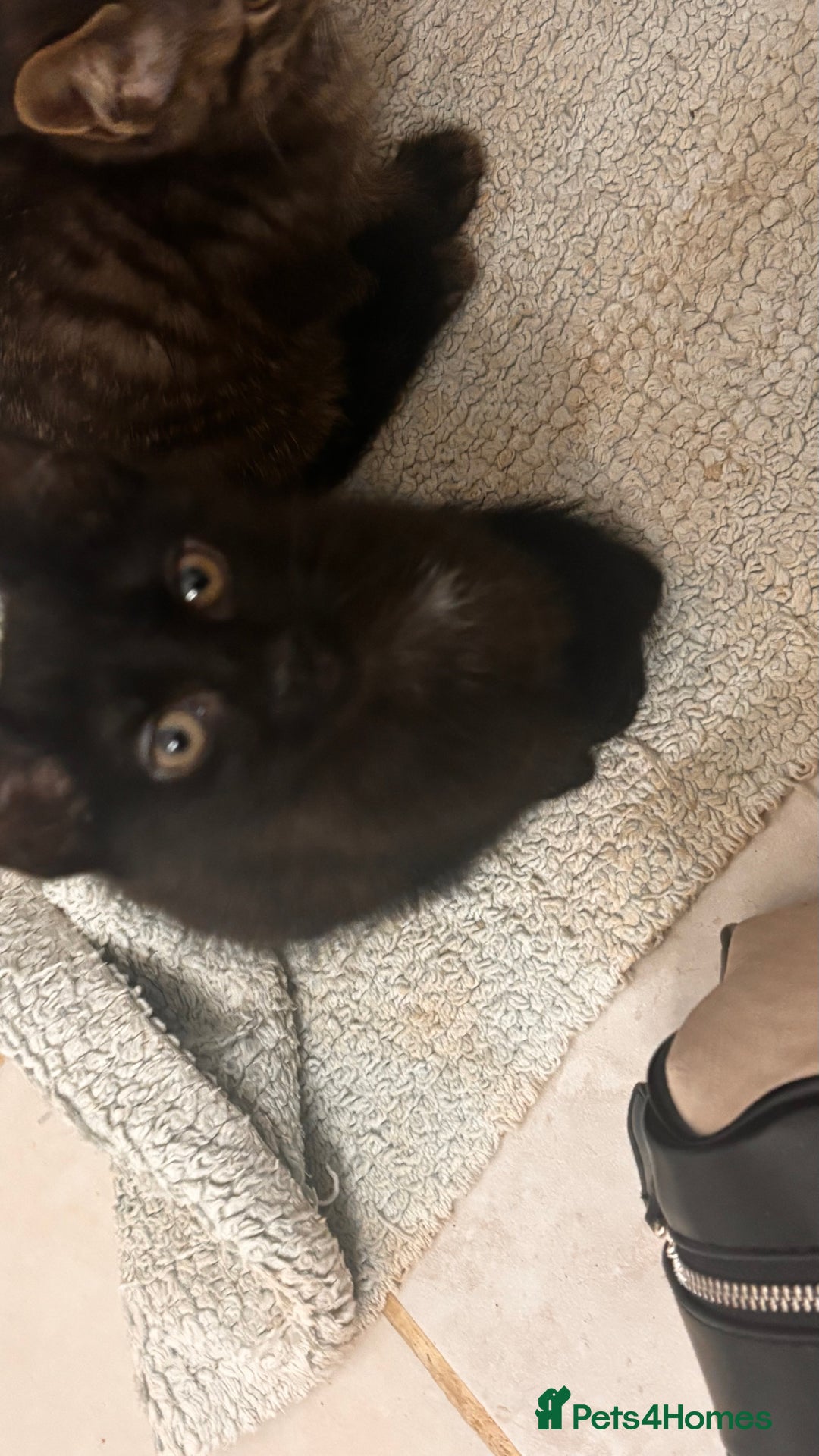 Mixed Breed cats for sale: 2 female black kittens and a tabby male  - Image 6