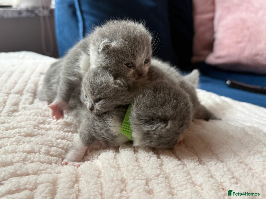 British Shorthair cats for sale: Outstanding kittens 😻 Champion line🥇🏆😻 - Image 14