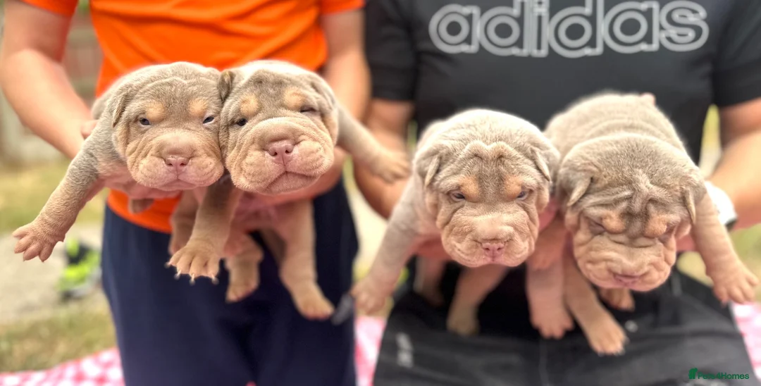 Shar Pei dogs for sale: QUALITY RARE lilac tan  puppy shar pei for sale  - Advert 2