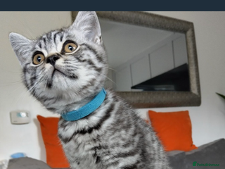 British Shorthair cats - Advert 19