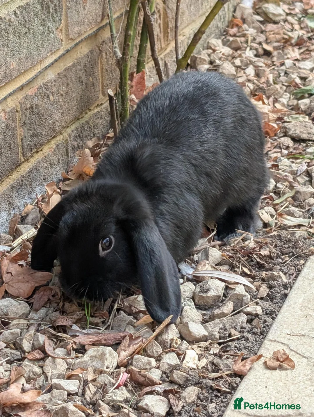 Mini Lop rabbits for sale: Stunning Mini Lops Ready Now - Advert 2