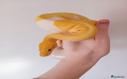 Python Snake reptiles for sale: 1 Powerhouse Ball Python for sale  - Image 1