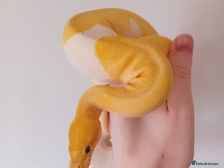 Python Snake reptiles - Advert 1