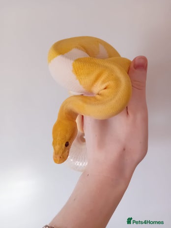 Python Snake reptiles - Advert 1