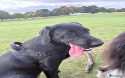 Labrador Retriever dogs for sale: Labrador retriever  - Image 3