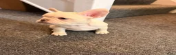 French Bulldog dogs for sale: french bulldogs ready next week  - Advert 3