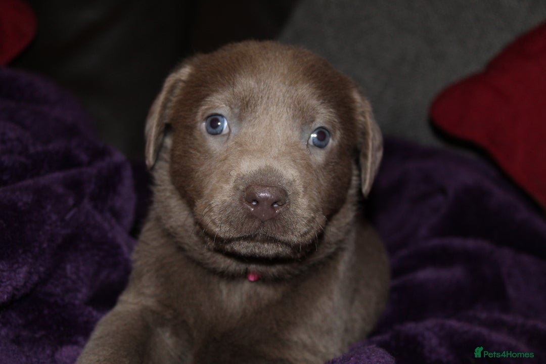 Labrador Retriever dogs for sale: 🔥 KC LABRADOR PUPPIES SILVER CHOCOLATE AND BLACK - Advert 4