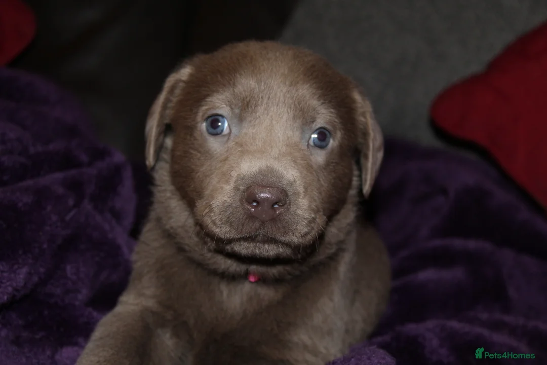Labrador Retriever dogs for sale: 🔥 KC LABRADOR PUPPIES SILVER CHOCOLATE AND BLACK - Advert 4
