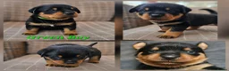 Rottweiler dogs for sale: Champion Bloodline German Rottweiler Puppies - Advert 6