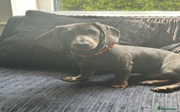 Miniature Dachshund dogs for sale: Miniature Dachshund 6 months old toilet trained - Image 2