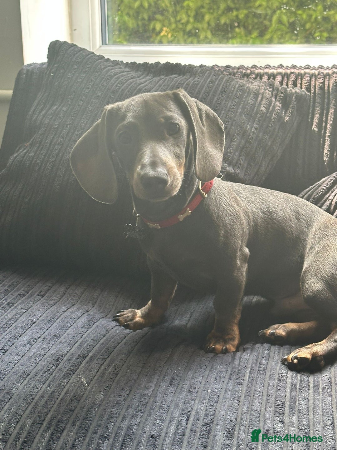 Miniature Dachshund dogs for sale: Miniature Dachshund 6 months old toilet trained - Image 2