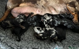 Miniature Dachshund dogs for sale: Miniature Dachshund puppies - Image 20