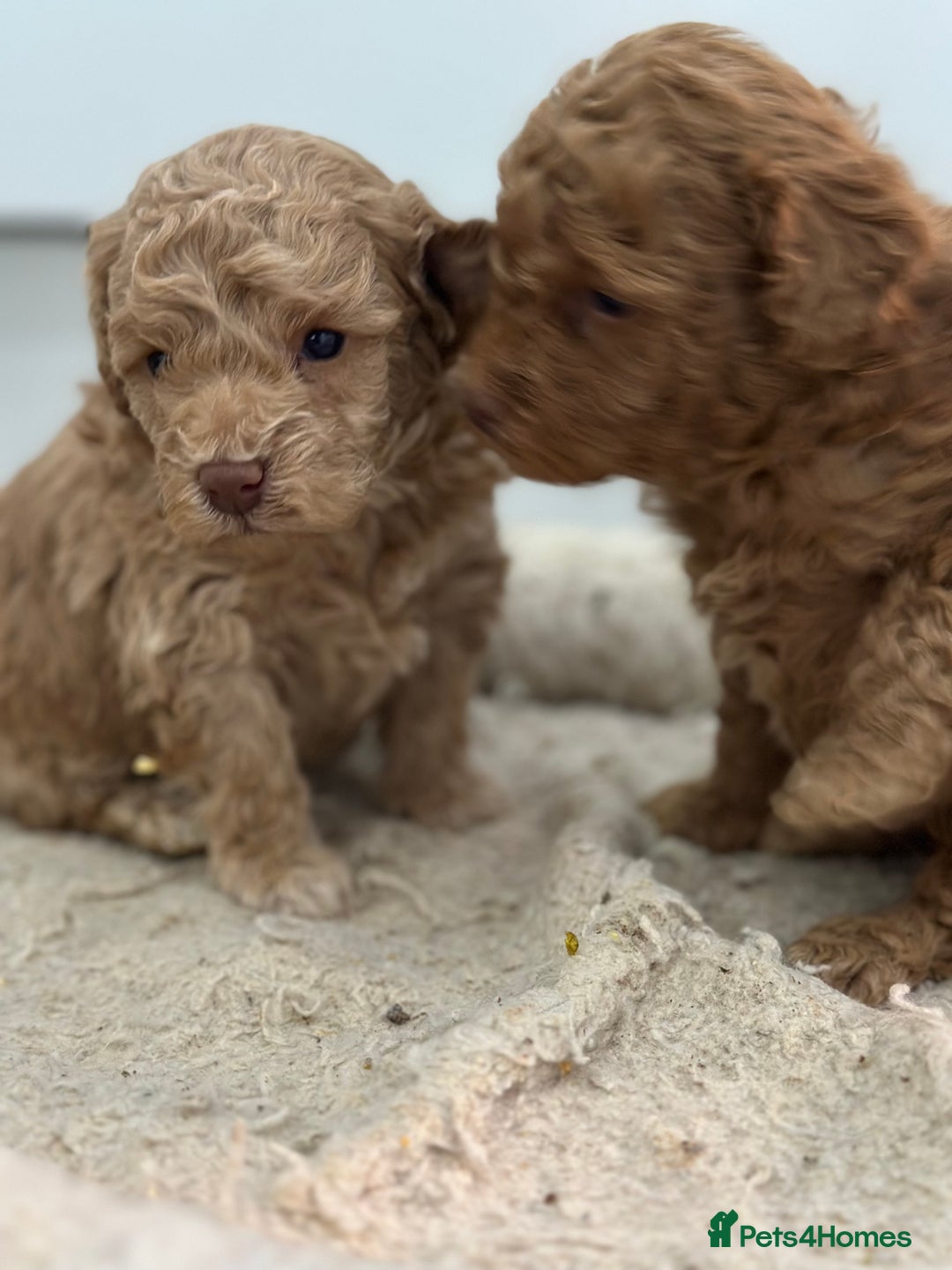 Toy Poodle dogs for sale: Tiny toy poodle boys  - Advert 13