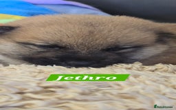 Japanese Shiba Inu dogs for sale: Beautiful Shiba - Image 4