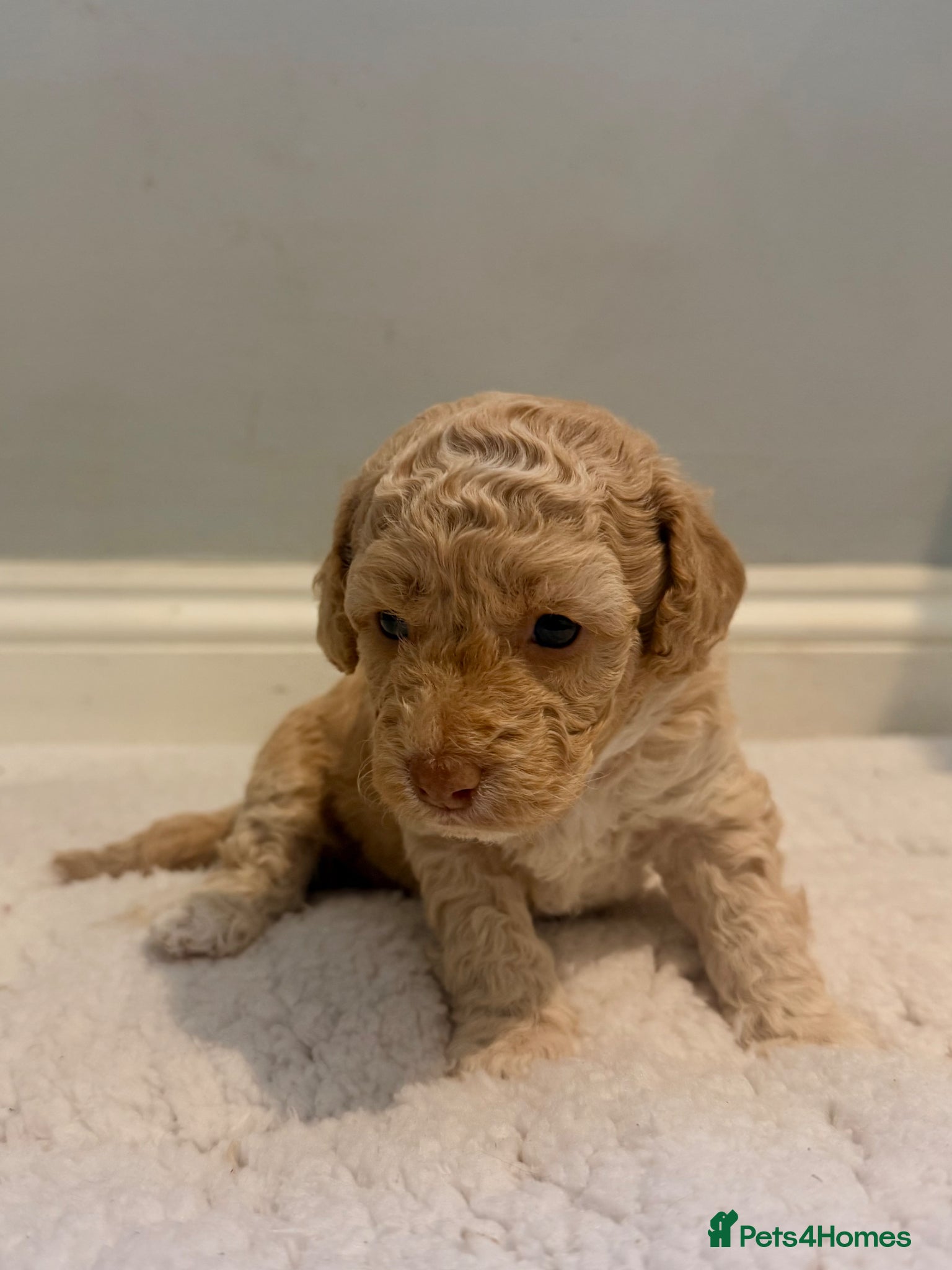 Cockapoo dogs for sale: Cockapoo puppies - Advert 1