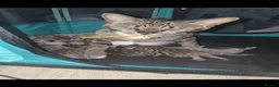Bengal cats for sale: ✨ STUNNING SILVER & SPOTTED SAVANNAH X BENGALS✨ - Advert 4