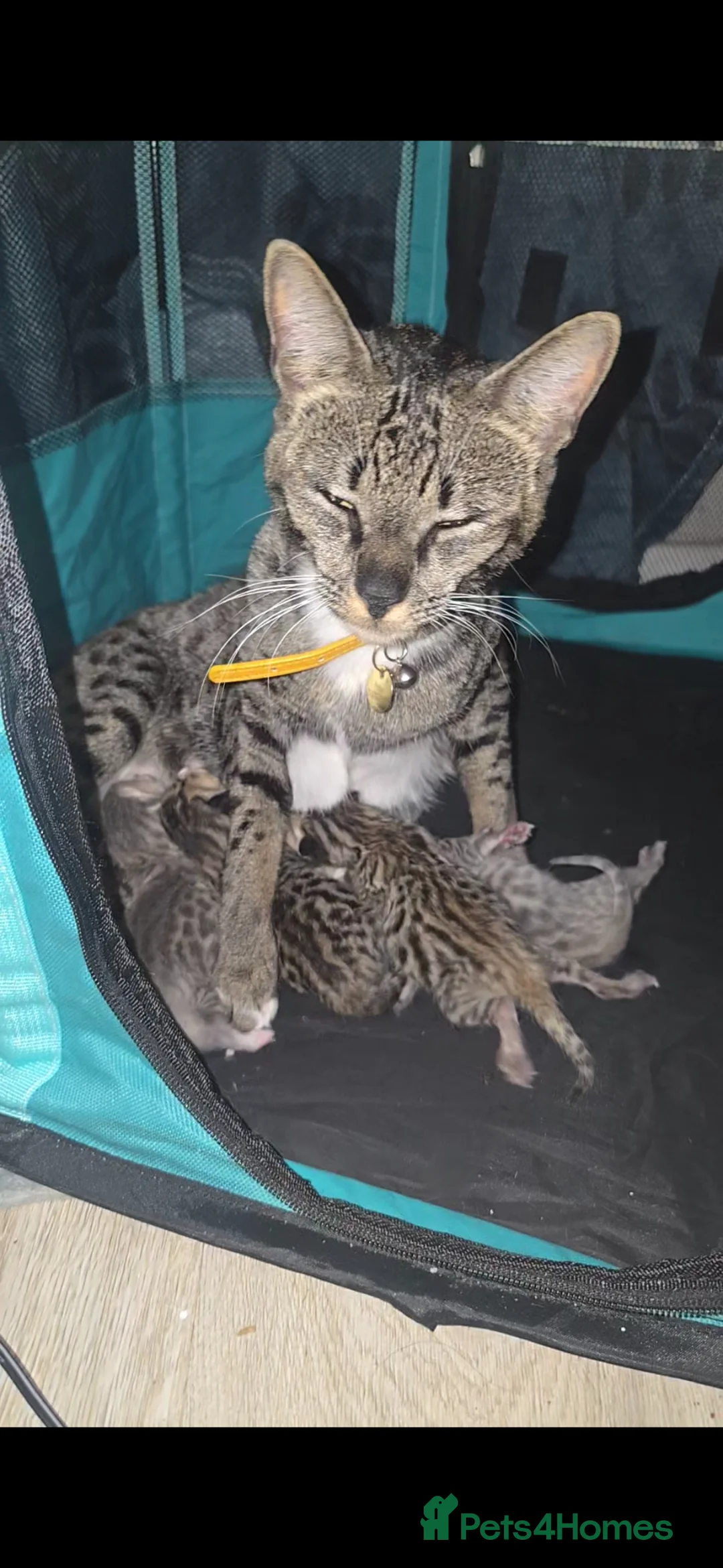Bengal cats for sale: ✨ STUNNING SILVER & SPOTTED SAVANNAH X BENGALS✨ - Advert 4
