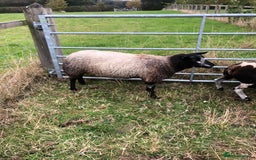 Sheep livestock for sale: BLUE FACED SHEARLING EWE - Image 3
