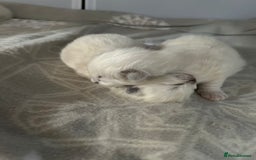 Ragdoll cats for sale: Stunning Ragdoll kittens. Champion line.  - Image 4