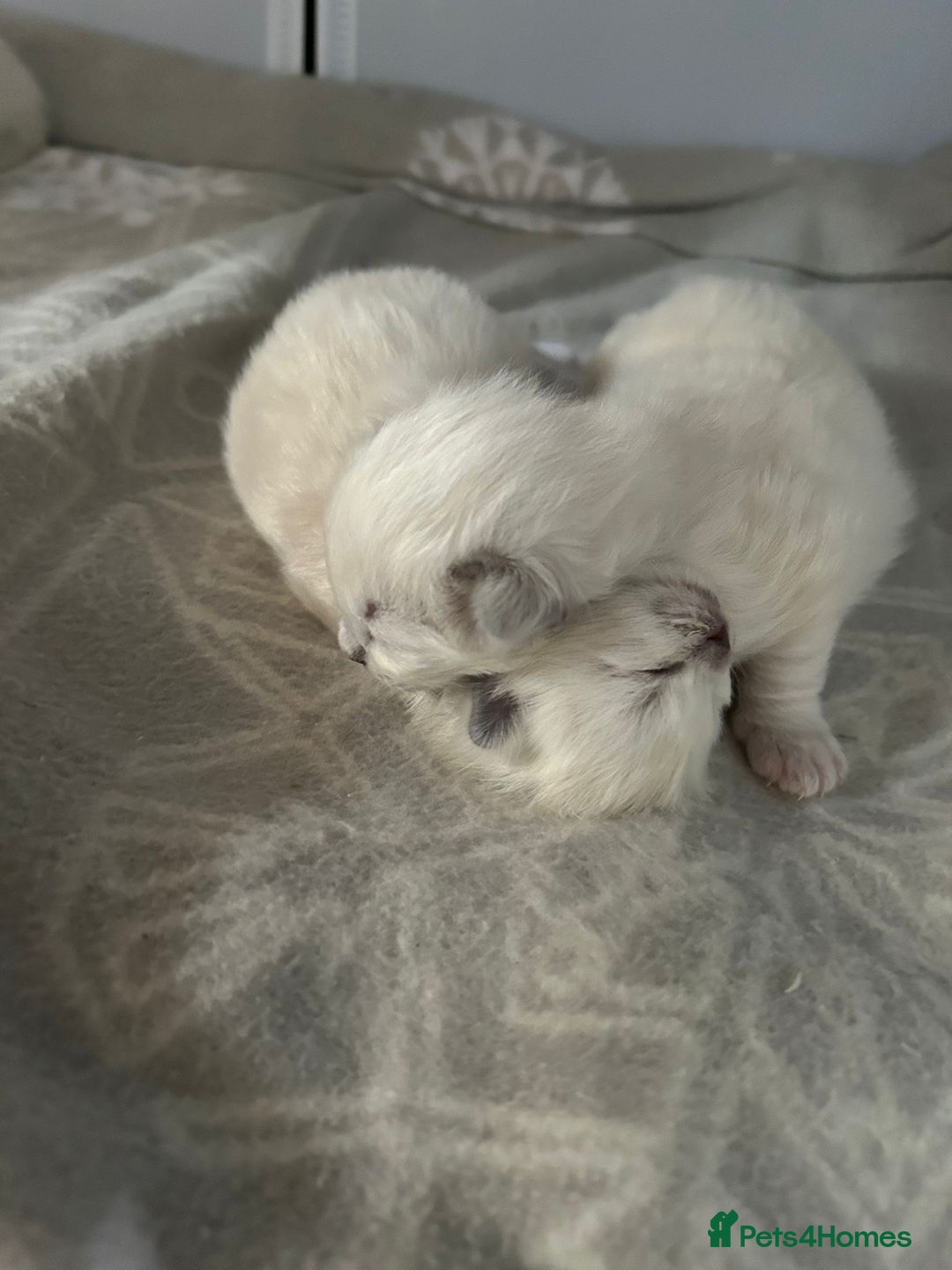 Ragdoll cats for sale: Stunning Ragdoll kittens. Champion line.  - Image 4