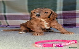 Cockapoo dogs for sale: F1B Cockapoo Puppies Ready for Their Forever Home. - Image 16