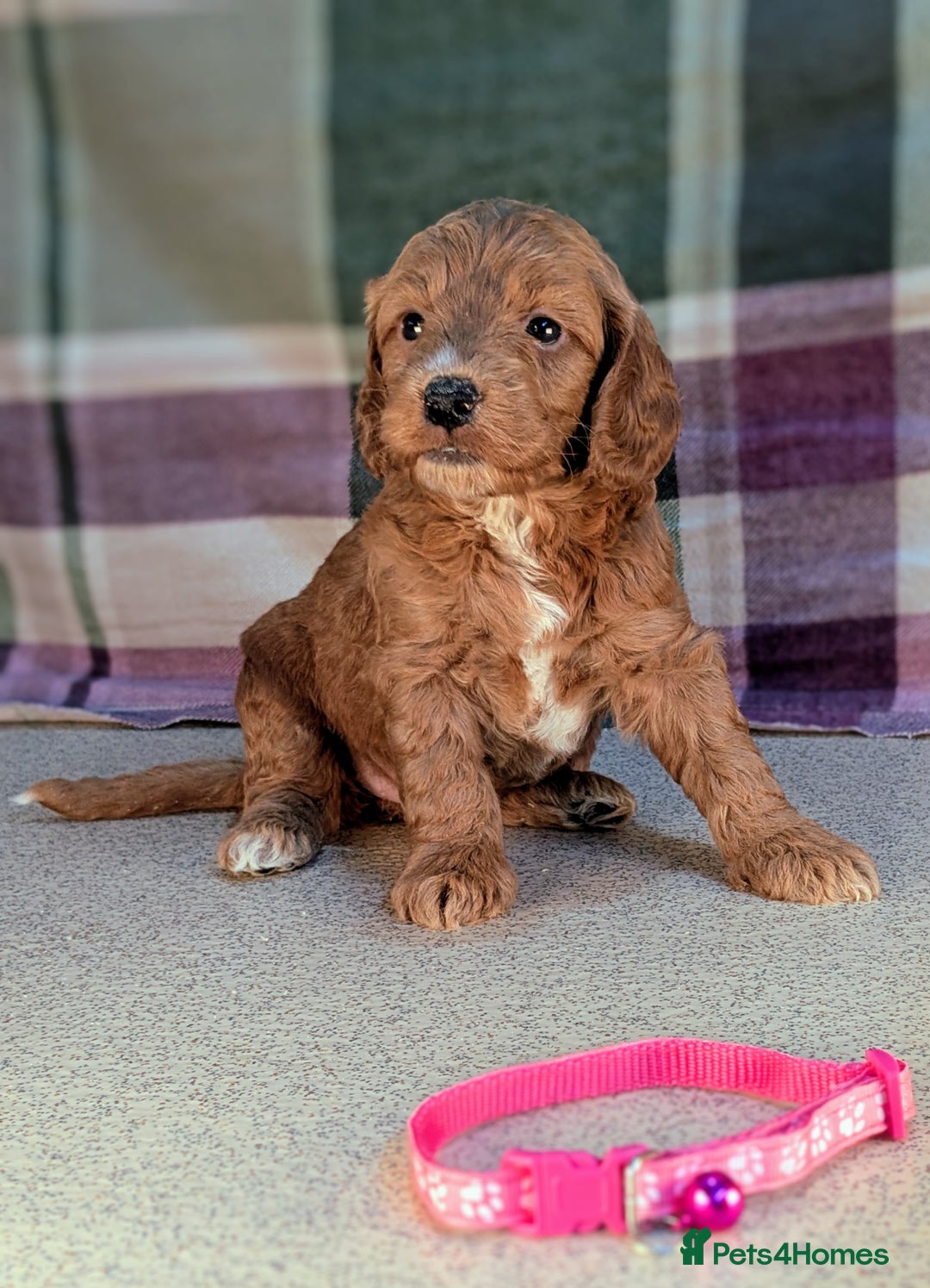 Cockapoo dogs for sale: F1B Cockapoo Puppies Ready for Their Forever Home. - Image 16
