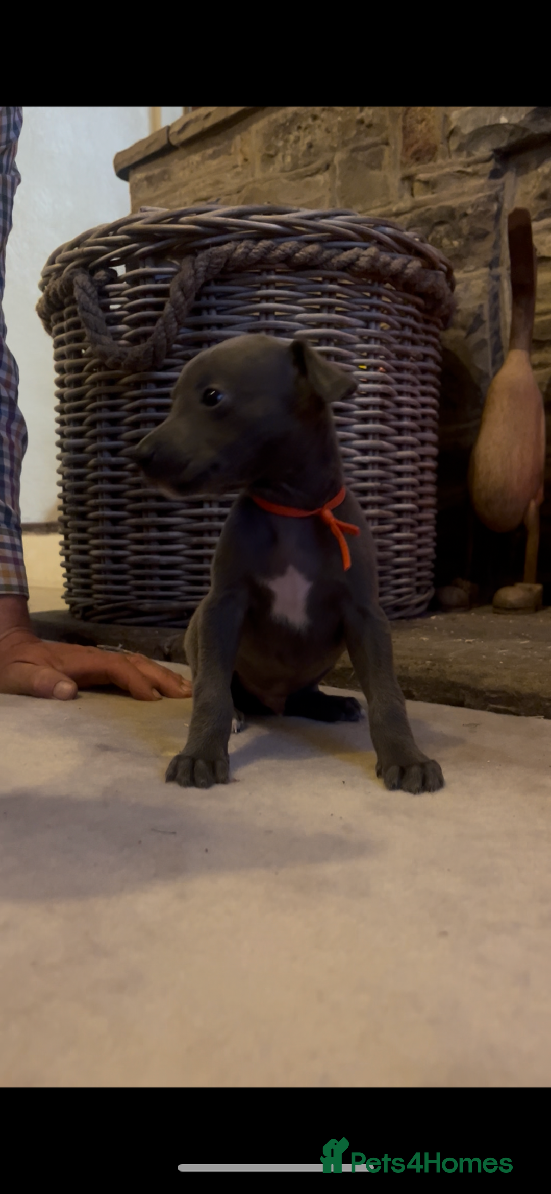 Whippet dogs for sale: Stunning Blue Whippet, white flecks  - Image 13