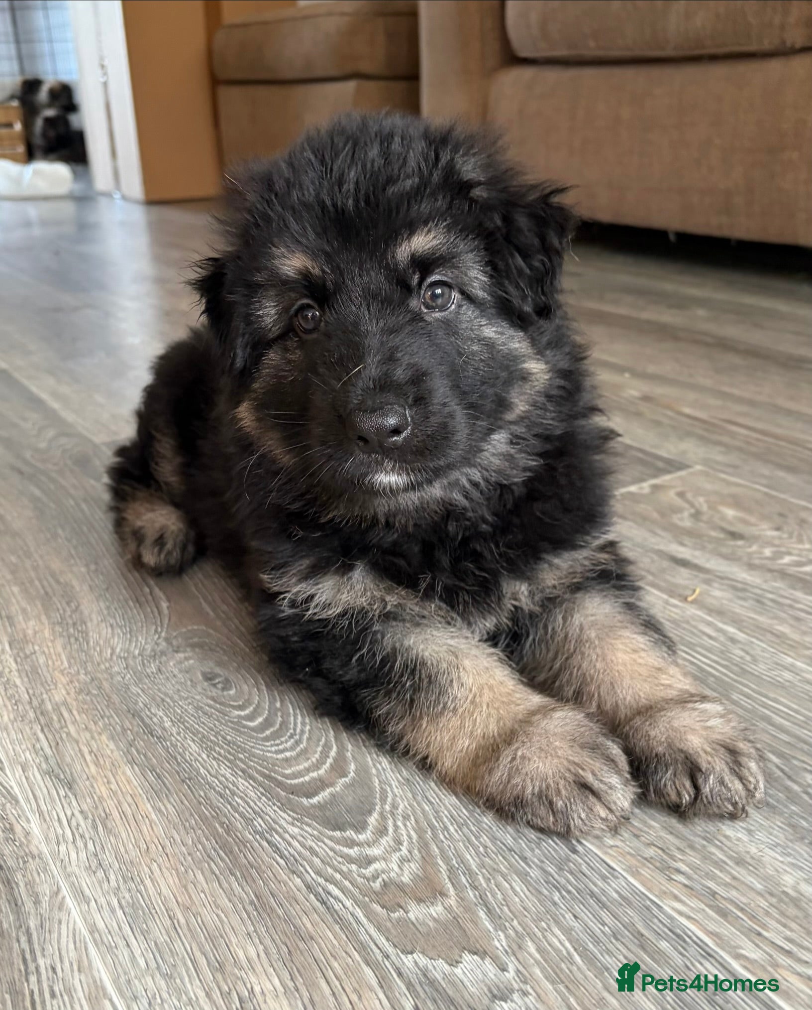 German Shepherd dogs Beautiful male GSD puppy - Advert 1