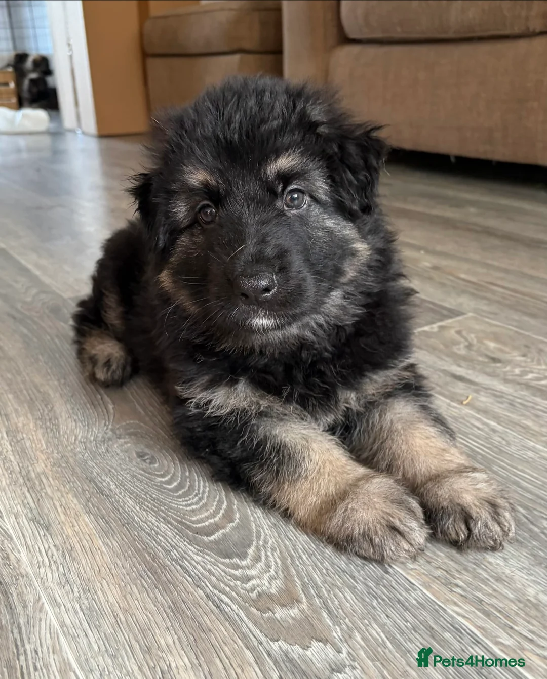 German Shepherd dogs for sale: Beautiful male GSD puppy - Advert 1