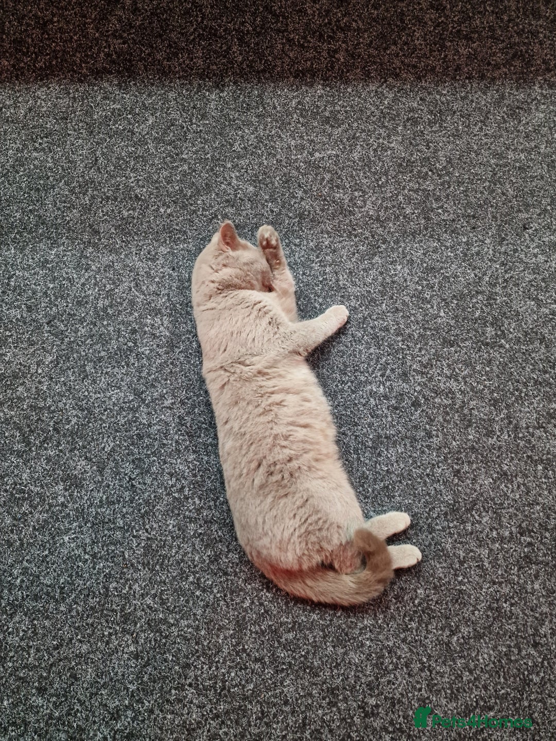 British Shorthair cats for sale: British short hair blue/hint of brown - Advert 4