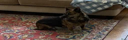 Mixed Breed dogs for adoption: Could Charlotte be your perfect little companion? in Spalding - Advert 4