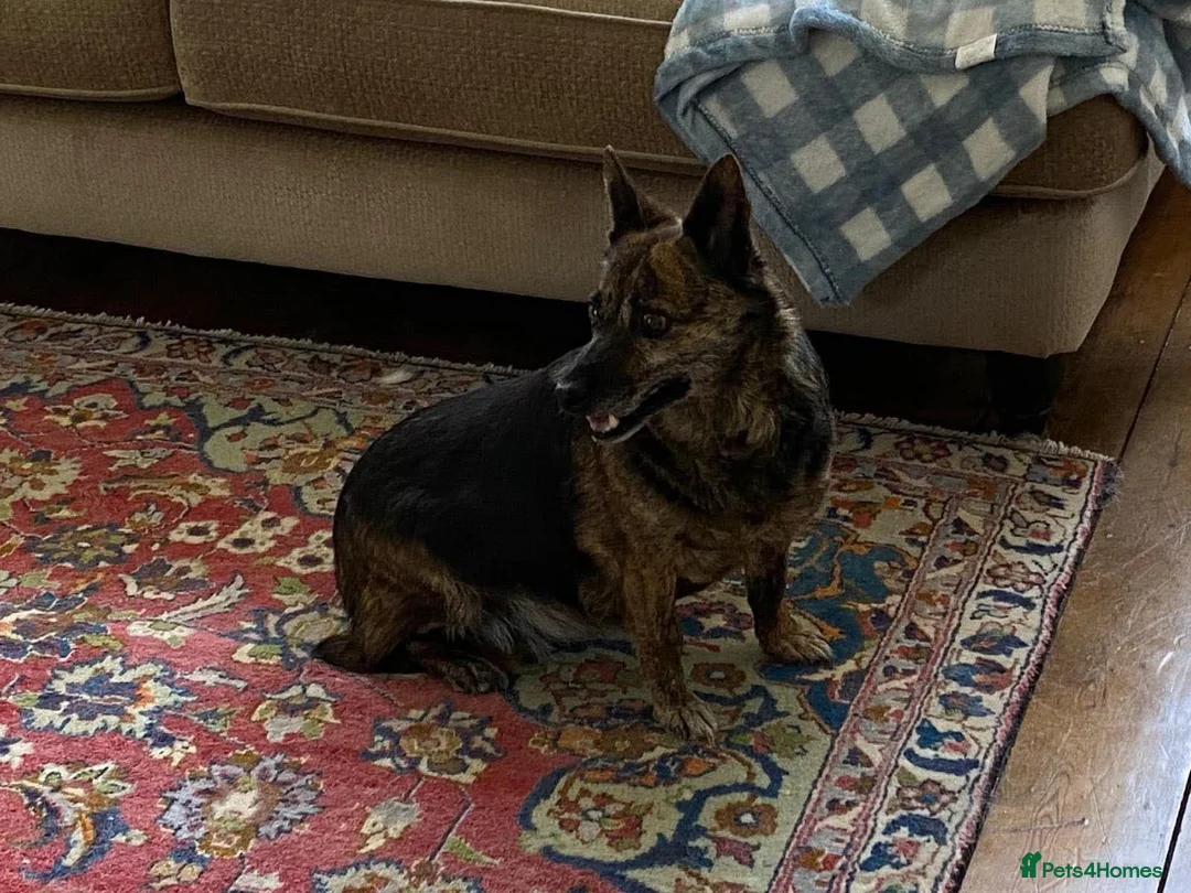 Mixed Breed dogs for adoption: Could Charlotte be your perfect little companion? in Spalding - Advert 4