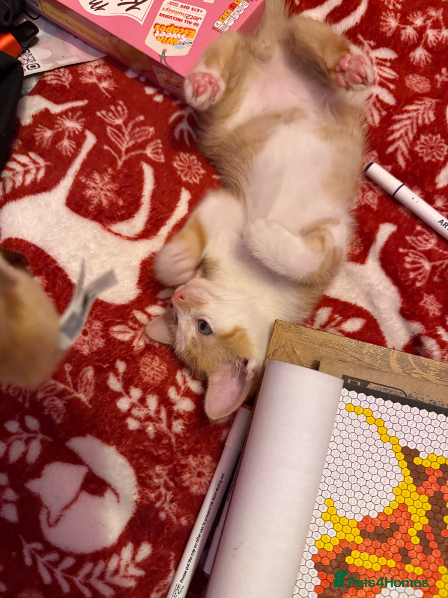 Mixed Breed cats One ginger boy left available  - Advert 20