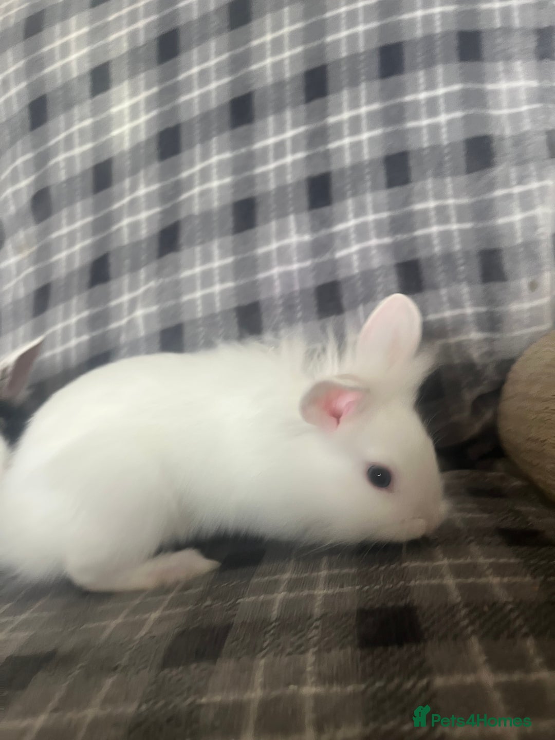 Mini Lion Lop rabbits for sale: Baby bunnies mini lion lops ready now  - Image 5