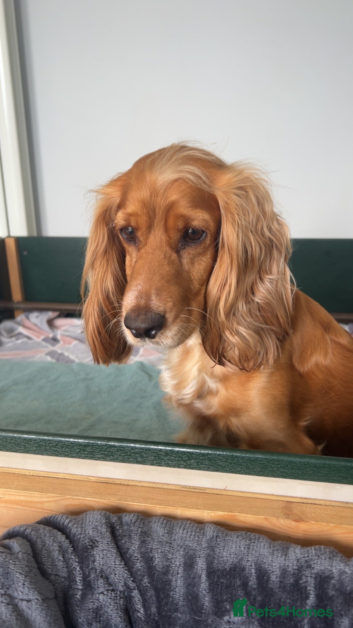 Cocker Spaniel dogs Beautiful Litter of Cocker Spaniels  - Advert 2