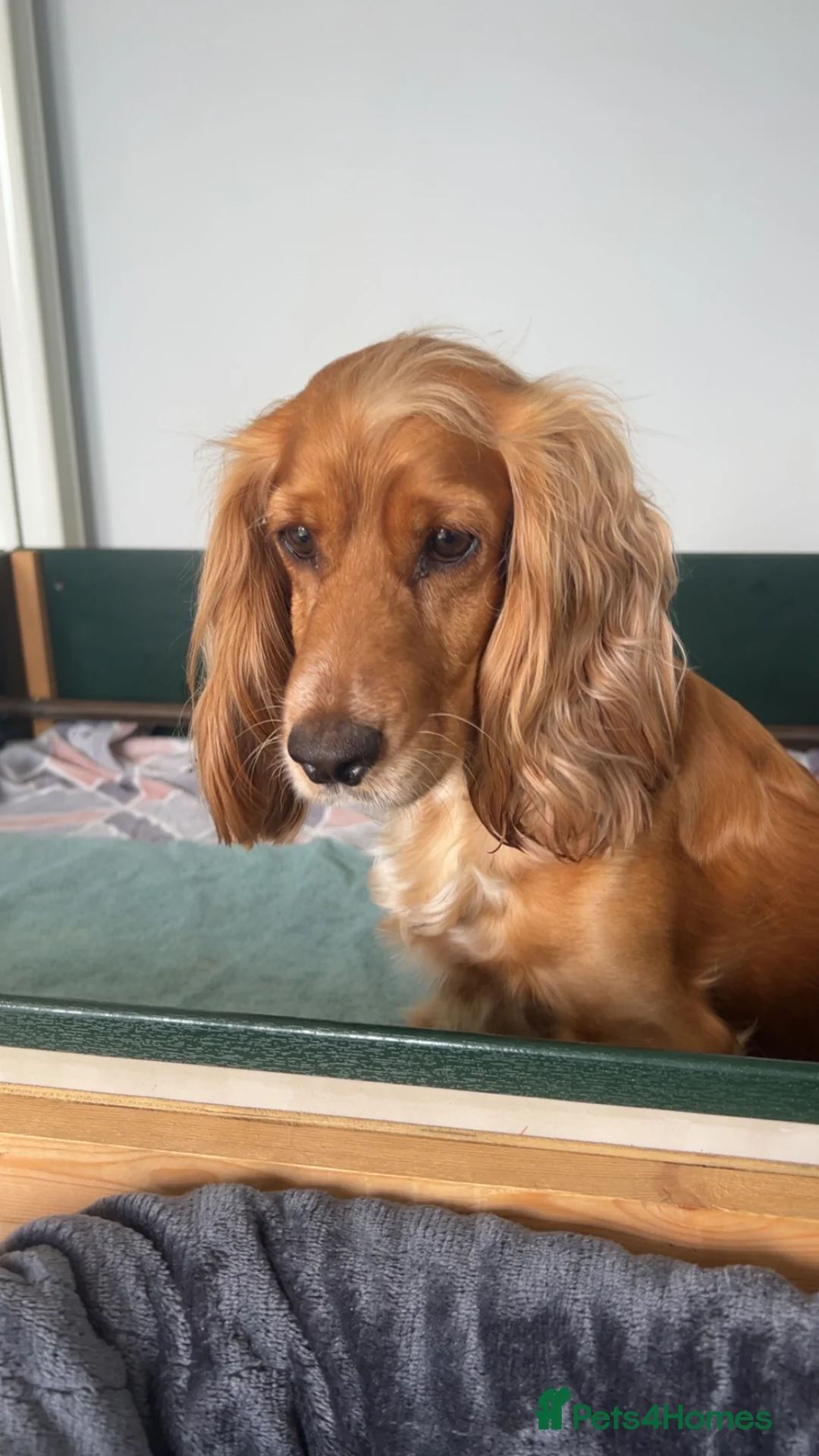 Cocker Spaniel dogs for sale: Beautiful Litter of Cocker Spaniels  in Kettering - Advert 1