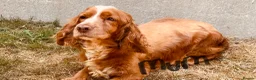 Cocker Spaniel dogs for sale: Cocker spaniel - Advert 2