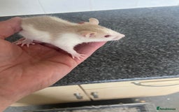 Rat rodents for sale: Pet rats - Image 5