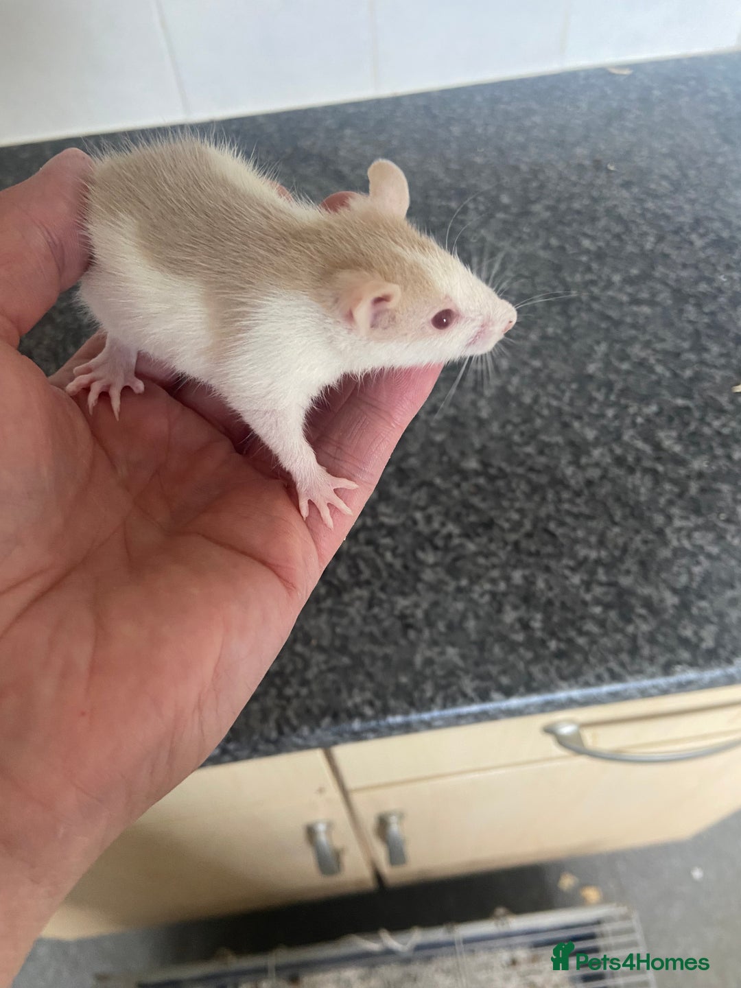 Rat rodents for sale: Pet rats - Image 5