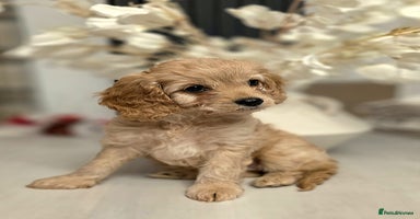 Cavapoo dogs Cavapoo - Advert 8