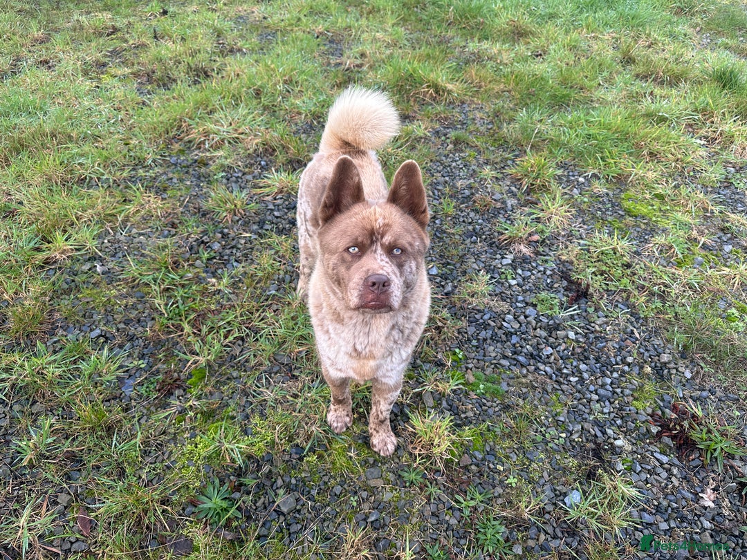 Mixed Breed dogs for sale: Simba rare chocolate Merle chowsky male for sale - Advert 9