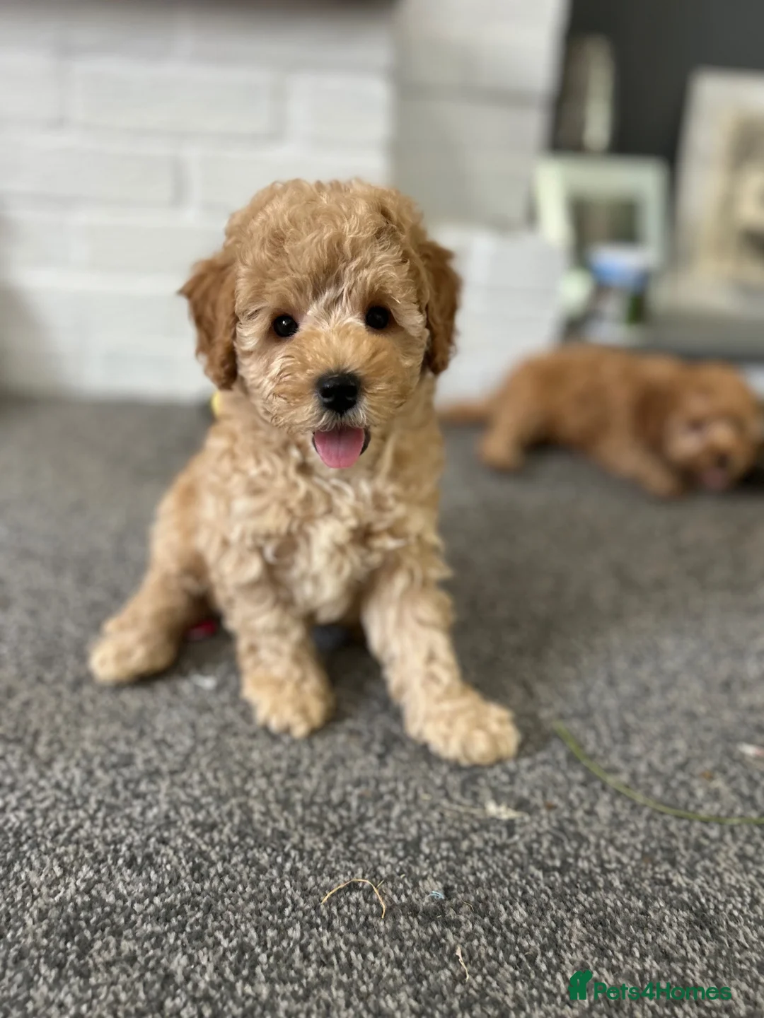 Toy Poodle dogs for sale: KC Toy Poodles Health Tested Parents - Advert 2