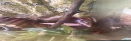 Snails invertebrates for sale: Giant African land snails  - Advert 2